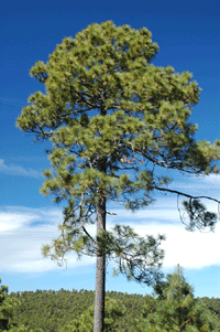 Pinus durangensis