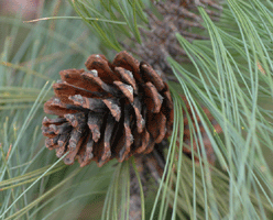 Pinus durangensis