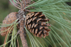 Pinus durangensis