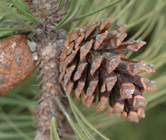 Pinus durangensis