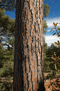 Pinus durangensis