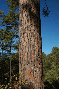 Pinus durangensis