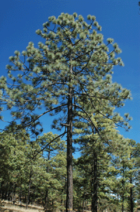 Pinus engelmannii