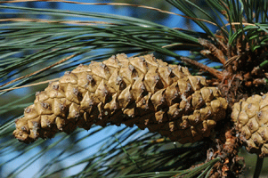 Pinus engelmannii