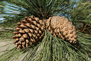 Pinus engelmannii