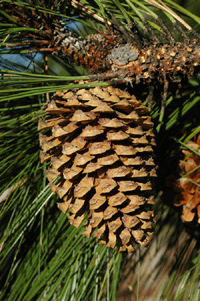 Pinus engelmannii