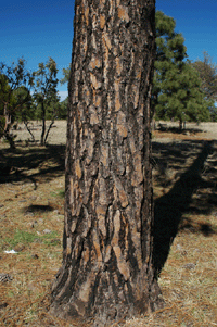Pinus engelmannii