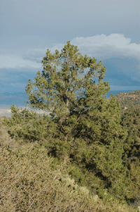 Pinus monophylla fallax