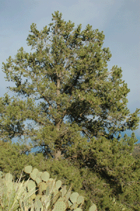 Pinus monophylla fallax
