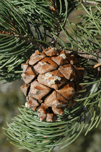 Pinus monophylla fallax