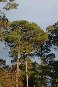 Pinus herrerae