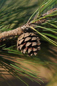 Pinus herrerae