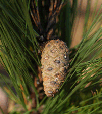 Pinus herrerae