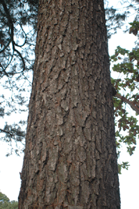 Pinus herrerae