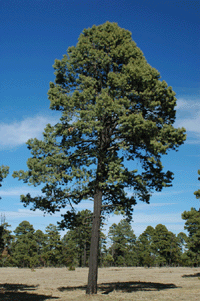 Pinus leiophylla