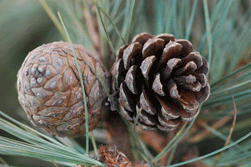Pinus leiophylla