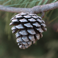Pinus leiophylla