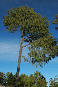 Pinus lumholtzii