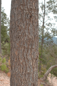 Pinus lumholtzii
