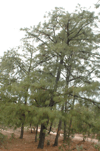 Pinus luzmariae