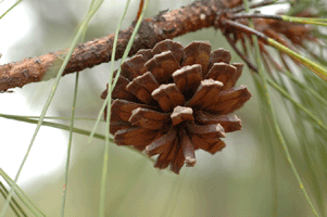 Pinus luzmariae