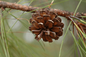Pinus luzmariae