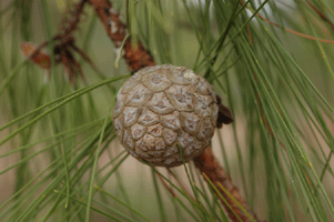 Pinus luzmariae