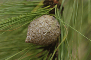 Pinus luzmariae
