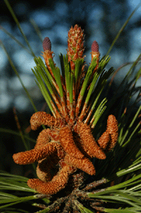Pinus oocarpa