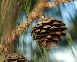 Pinus oocarpa