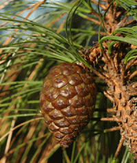 Pinus oocarpa