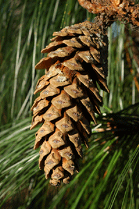 Pinus maximinoi