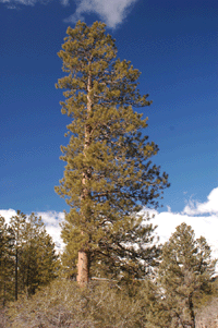 Pinus ponderosa scopulorum