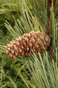 Pinus ponderosa scopulorum
