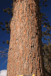 Pinus ponderosa scopulorum