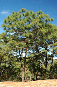 Pinus yecorensis sinaloensis