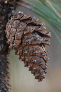 Pinus yecorensis sinaloensis