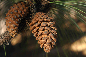 Pinus yecorensis sinaloensis