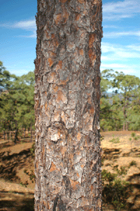 Pinus yecorensis sinaloensis