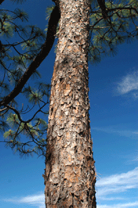 Pinus yecorensis sinaloensis