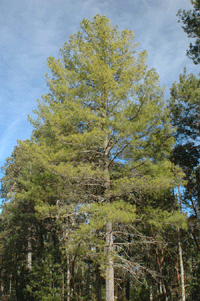 Pinus strobiformis