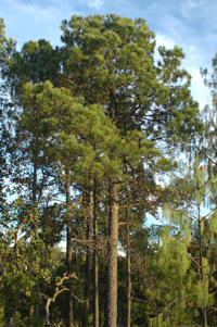 Pinus teocote