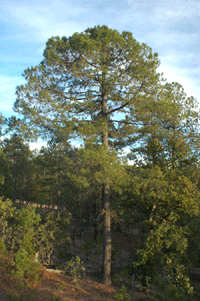 Pinus teocote