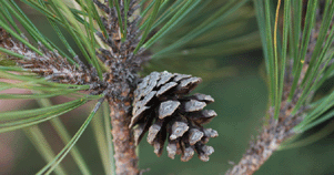 Pinus teocote