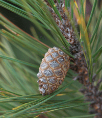 Pinus teocote