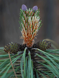 Pinus yecorensis sinaloensis