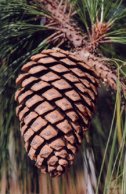 Pinus apulcensis