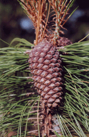 Pinus apulcensis
