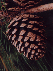 Pinus apulcensis
