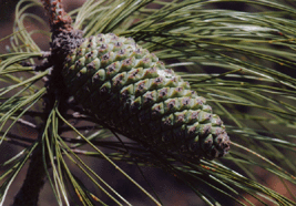 Pinus apulcensis